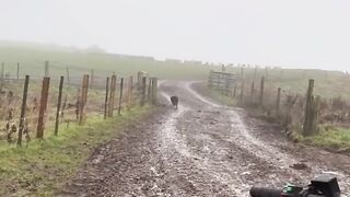Animals unbelievable dog video