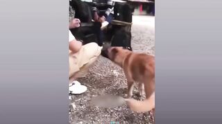 Funny Dog And Cat ???????????? Funniest Animals