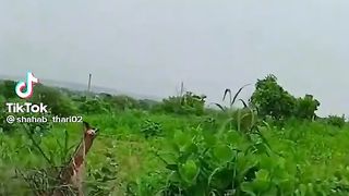 Beauty of Tharparkar || Beauty of Thar desert