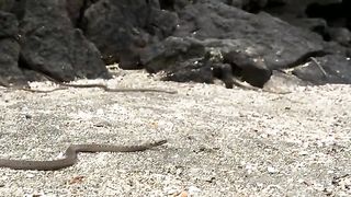 The marine iguana runs away from dozens of snakes chasing her at great speed ????
