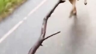 FUNNY ANIMALS VIDEO COMPILATION