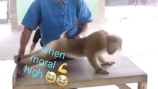 Monky life