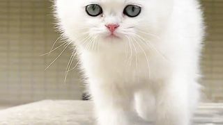 Kitty #viralreels #viral