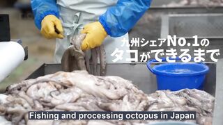 How Japanese Fishing Octopus Using Pots and Processing Thousands Octopus Per Hour in Factory (1080p).