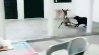 Monky funny vedio