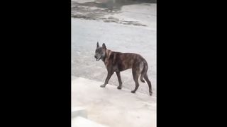 trop mignon mais surtout très drôle