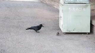 crow and rat