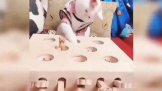 Funny cats and  cute cats