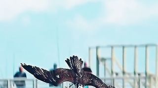 Powerful Eagle.