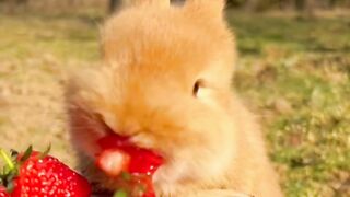 the rabbit