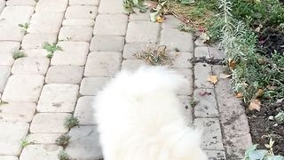 beautiful dog