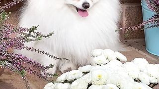 "Beautiful dog"!