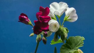 Blooming process