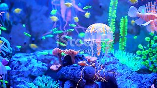 Aquatic life in multiple colours