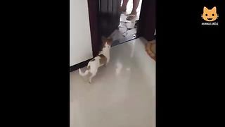 Essayer de ne pas rire vidéo drôle de chat et de chien