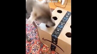 Cats and Dogs Videos of 2023 ????????Funny Animal Videos ????