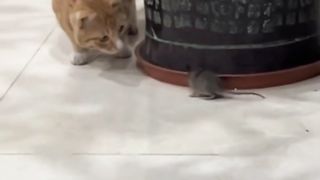 Le chat et la souris
