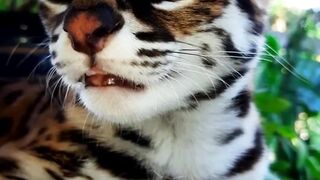 The Cat Looks Like a Tiger