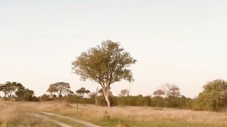 lion roar sound