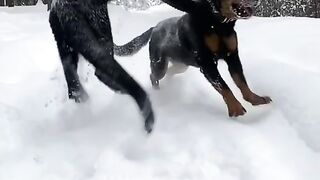 СУПЕР ЖЫВОТНЫЕ