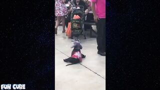 PEOPLE DYING INSIDE FAILS COMPILATION