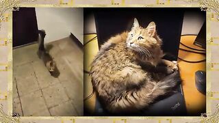 ДАЙТЕ МНЕ ВОЛЮ