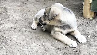 Щенки