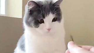 SHOK CAT