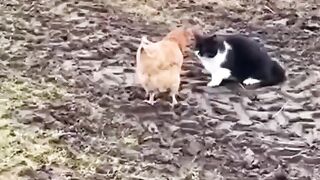 Cat and cock