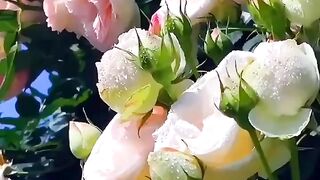 Мир волшебных цветов.