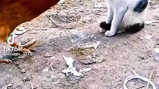 FUNNY ANIMAL