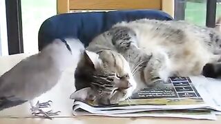 Cat and the Pigeon Friendship