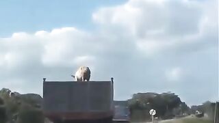 The pig jumped out of the truck
