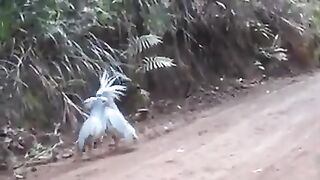 Parrots dance in Georgian