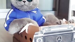 Cat in Car