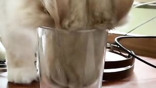 He has a full water bowl two feet away