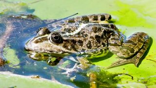 frog in water