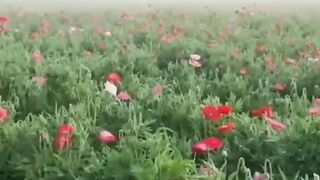 Полевые Маки.