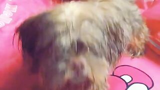 Bagong ligo nanaman si coco