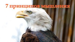 Мышление орла/7 принципов мышления