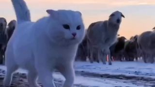 Cat kucing