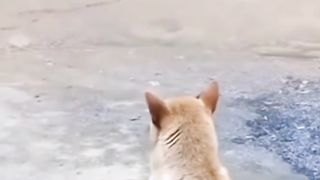 La poule et le chien qui observent leur maître faire de l'exercice physique