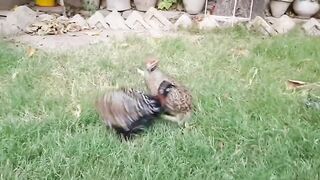 ????????????????????.????????.???????????????????????? birds fight