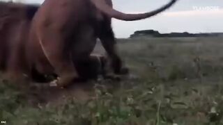 Lion Attacks Caught On Camera