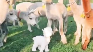 Sheep Beauty