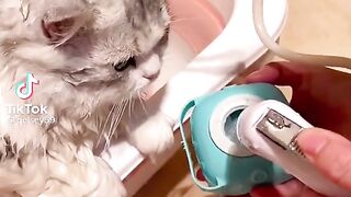 Cute Cat