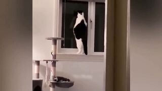 Funny   animal video