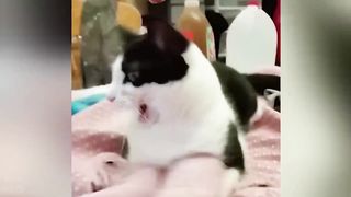 New Funny Videos 2022 ???? Cutest Cats