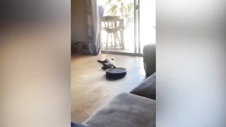 Funny Animals 2023 || New Videos Funniest Cats