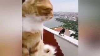 Videos Funniest Cats